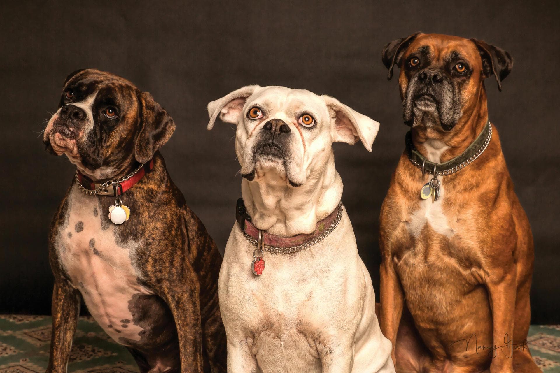 Dog & Cat Vets in Bury