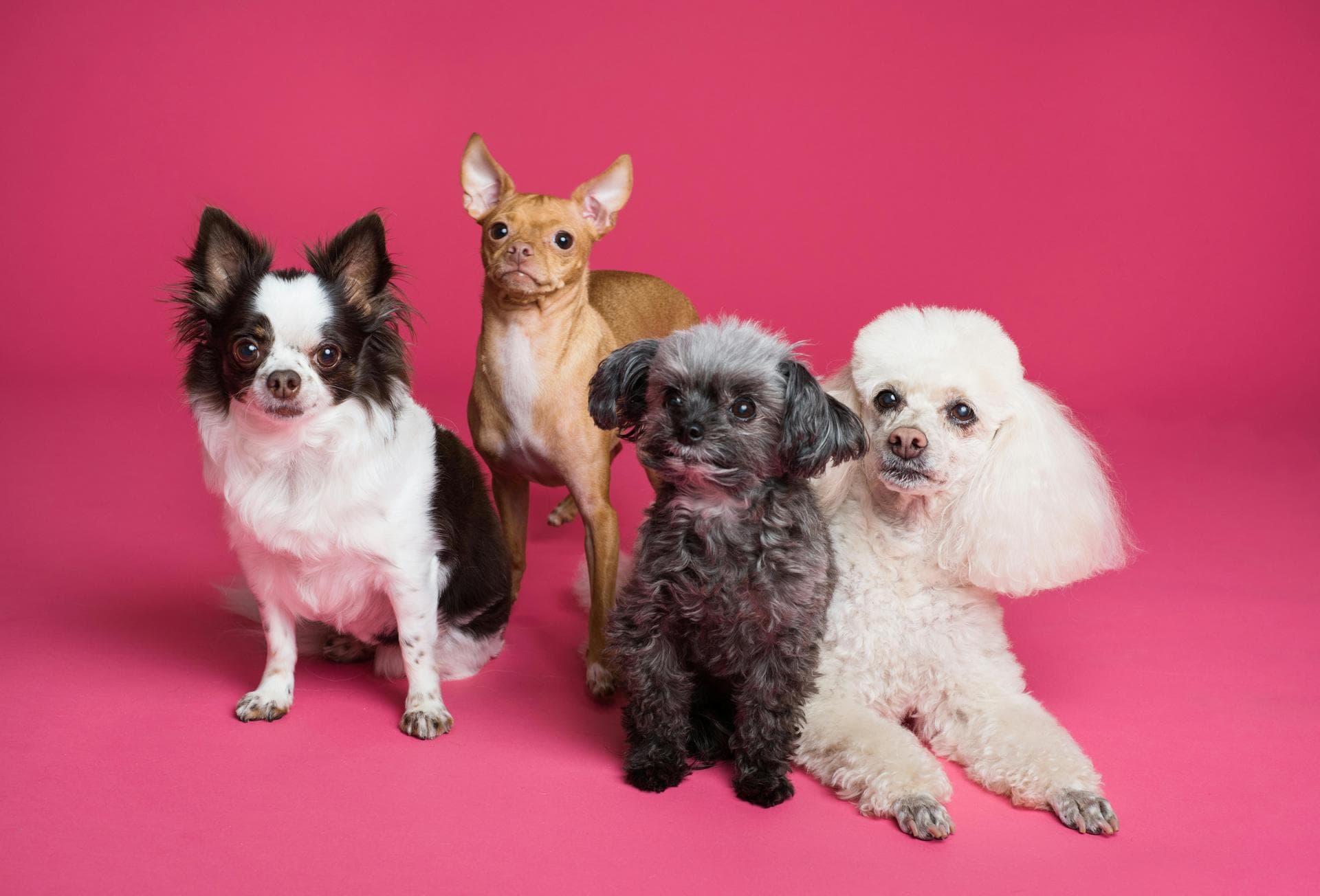 Dog Puppy Vaccinations Kennel Cough Prices in Bury