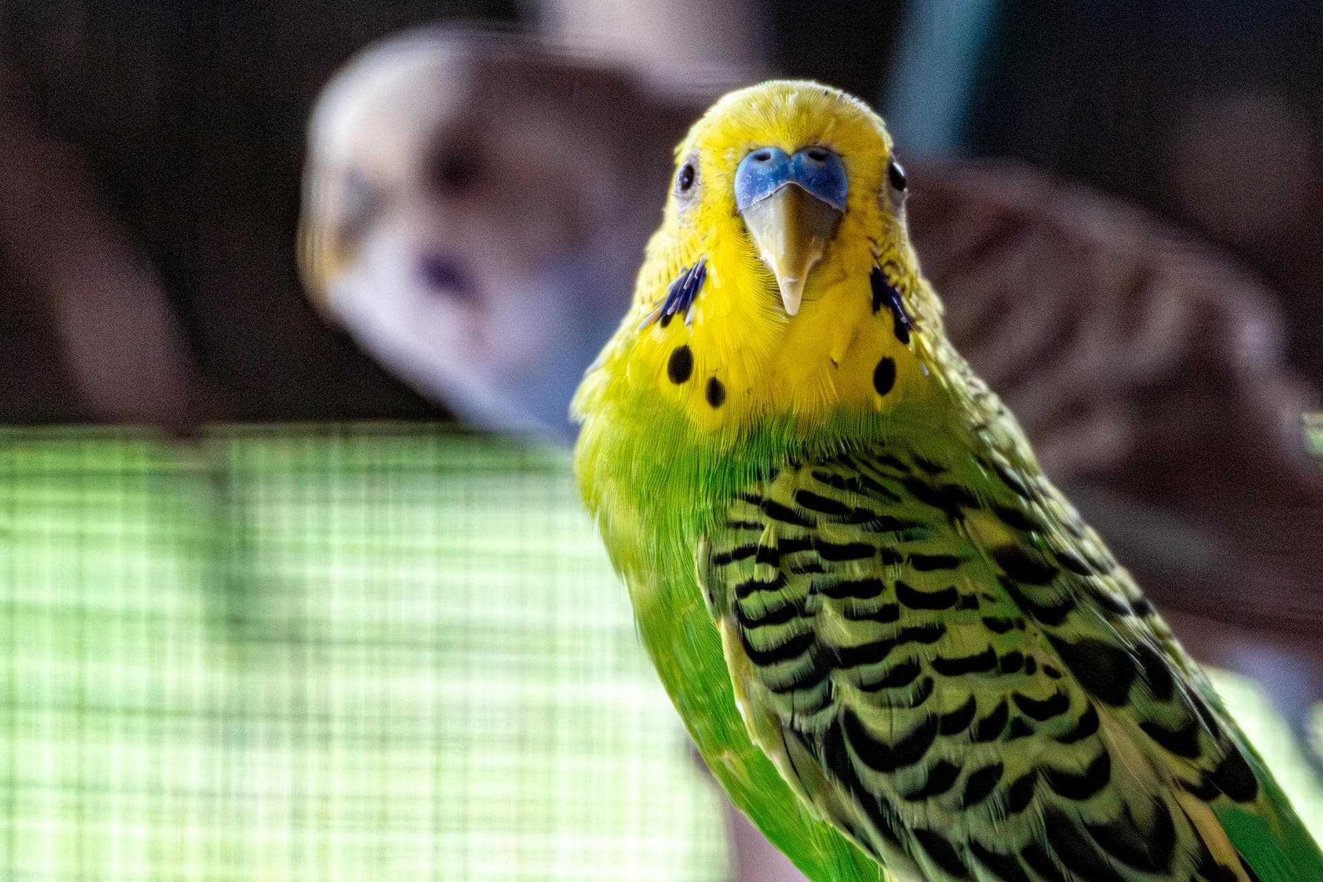 Dog & Cat Vets in Bury